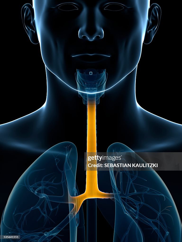 Common Cold Windpipe Human Wind Pipe Illustration High-Res Vector Graphic - Getty Images