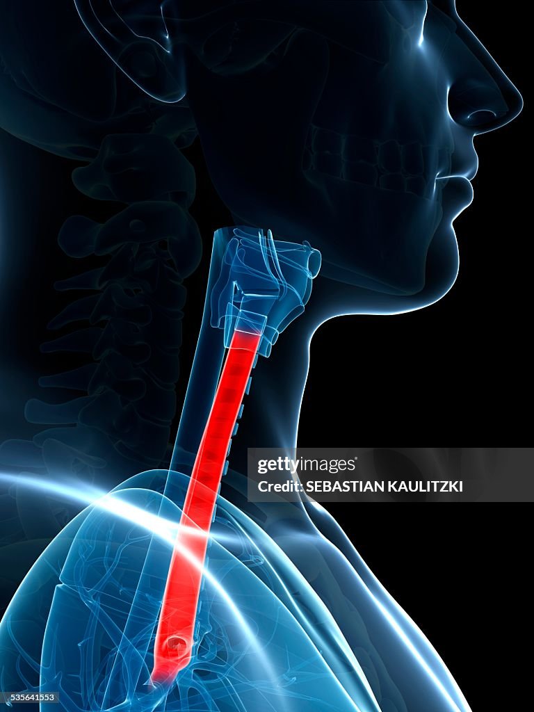 Common Cold Windpipe Human Wind Pipe Illustration High-Res Vector Graphic - Getty Images