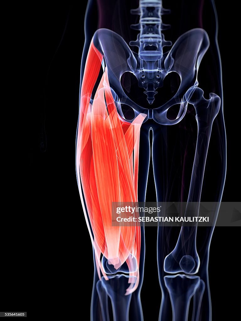 Human leg muscles, illustration