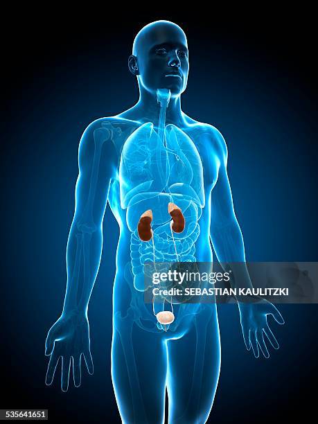 bildbanksillustrationer, clip art samt tecknat material och ikoner med human urinary system, illustration - adrenal gland