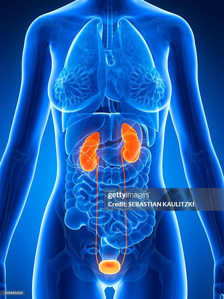 Female urinary system, illustration