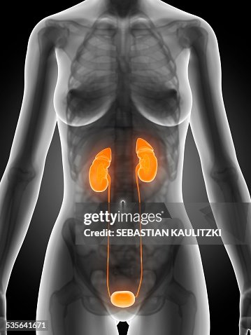 Human urinary system, illustration Human urinary system, illustration