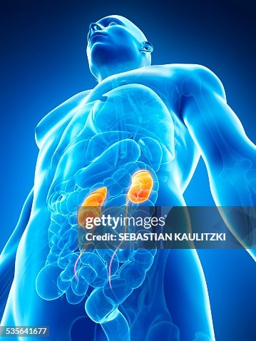 Human urinary system, illustration Human urinary system, illustration