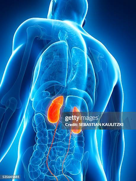human urinary system, illustration - kidney anatomy stock illustrations