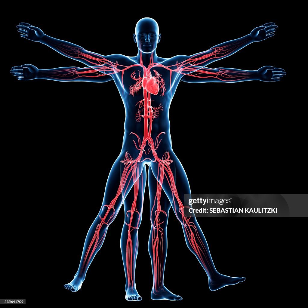 Extravascular System Human Vascular System Illustration High-Res Vector Graphic - Getty Images