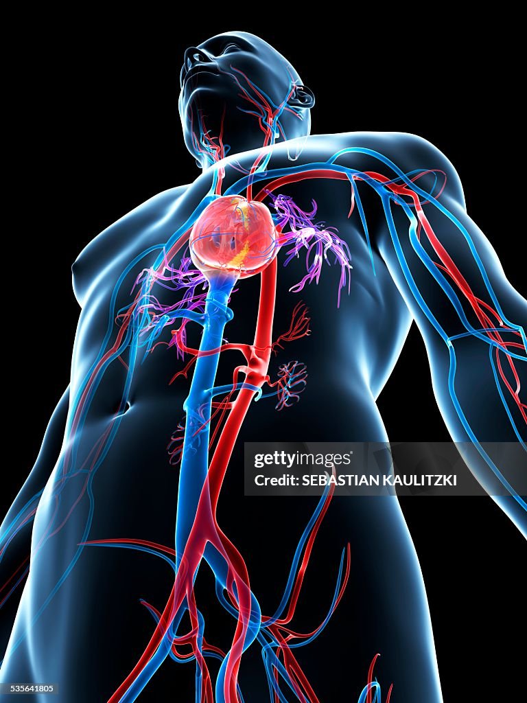 Human Cardiovascular System Illustration High-Res Vector Graphic ...