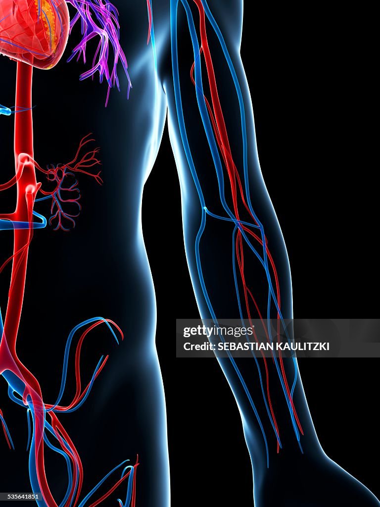 Extravascular System Human Vascular System Illustration High-Res Vector Graphic - Getty Images