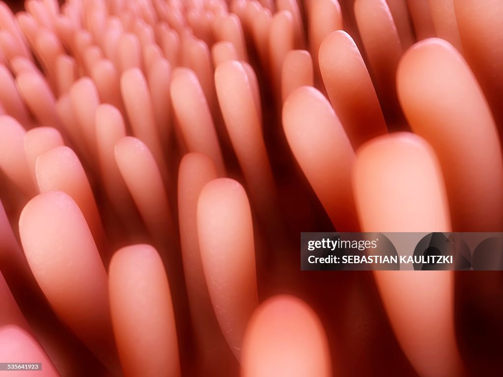 Intestinal Lining Riges Human Intestinal Lining Illustration High-Res Vector Graphic - Getty Images