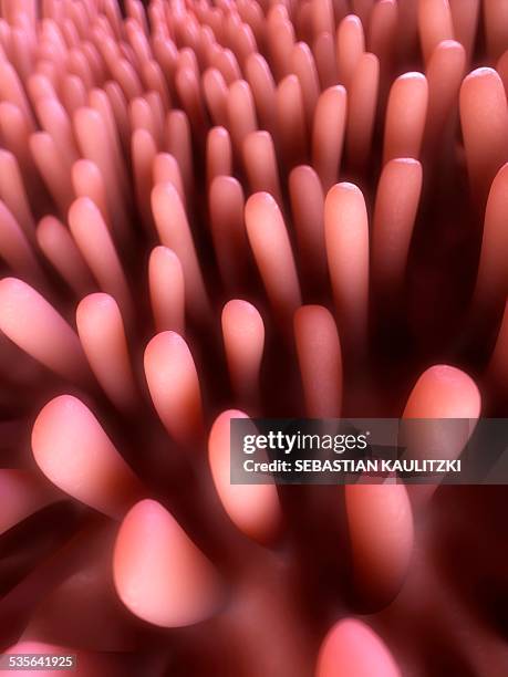 Intestinal Lining Riges 124 Intestinal Lining Stock Photos, High-Res Pictures, and Images ...