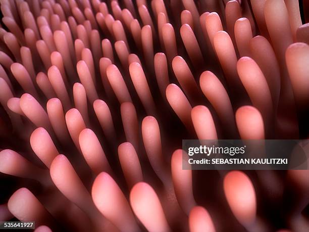 Intestinal Lining Riges 124 Intestinal Lining Stock Photos, High-Res Pictures, and Images ...