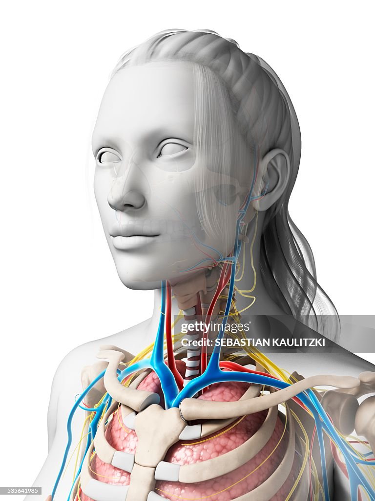 Human Anatomy Illustration High-Res Vector Graphic - Getty Images