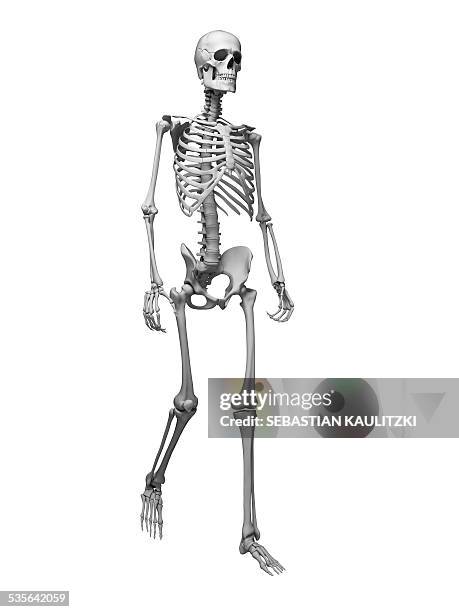 human skeletal system, illustration - human skeletal system stock illustrations