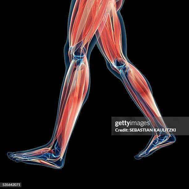 human leg muscles, illustration - menschliches bein stock-grafiken, -clipart, -cartoons und -symbole