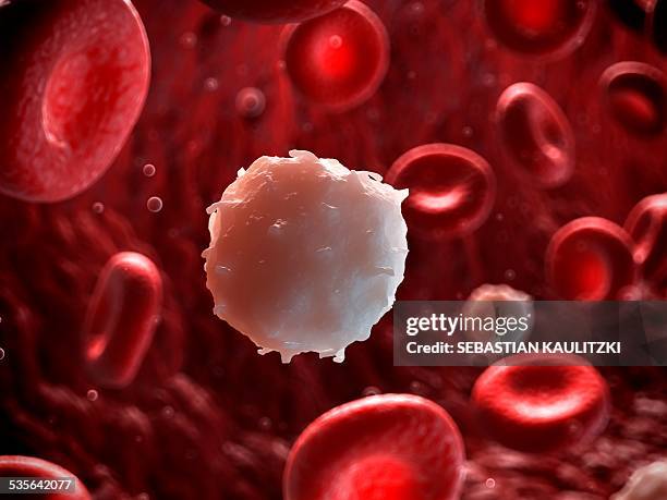 white blood cell, illustration - human blood stock illustrations
