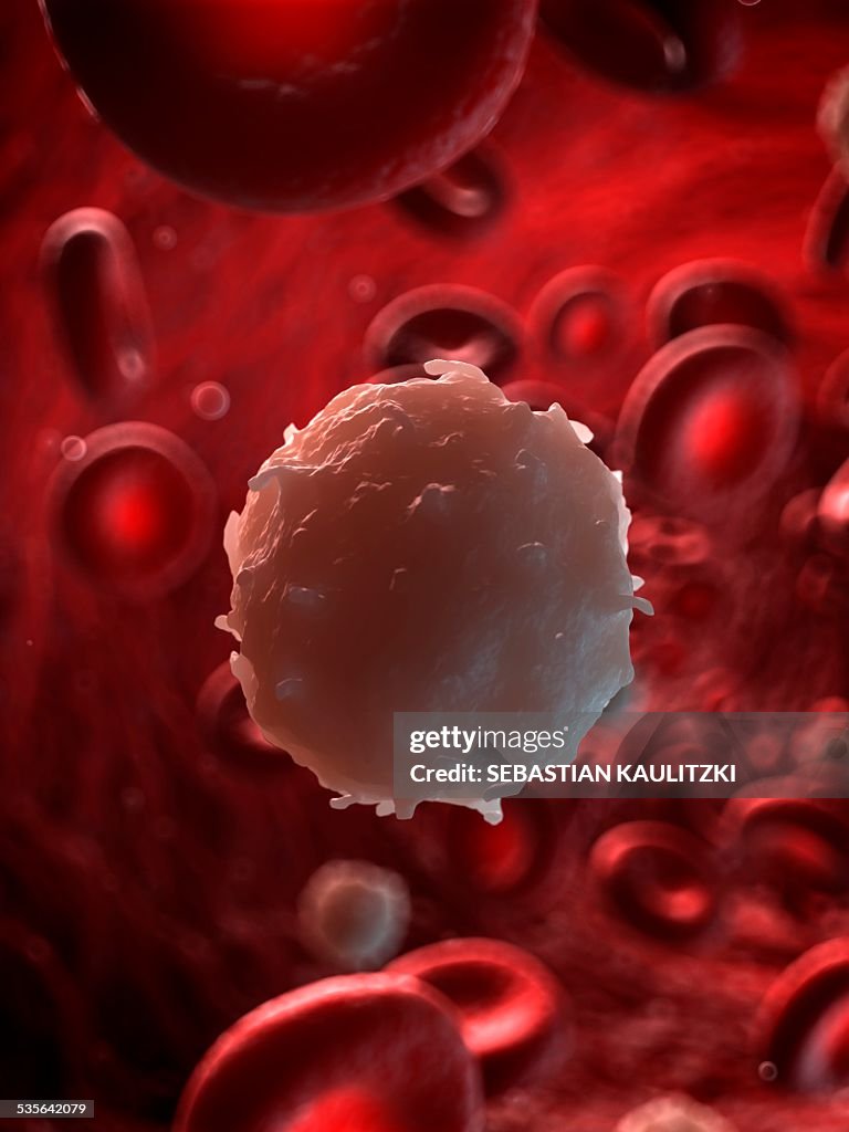 White blood cell, illustration