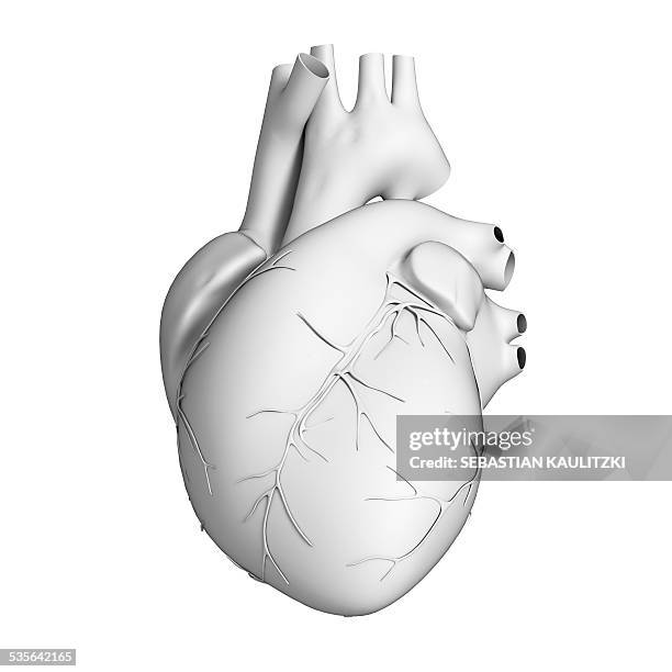 human heart, illustration - biology点のイラスト素材／クリップアート素材／マンガ素材／アイコン素材