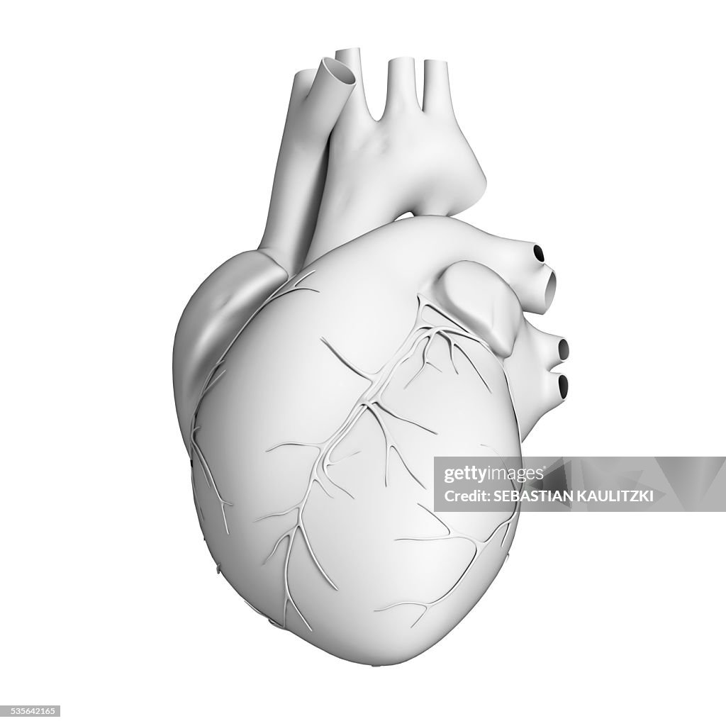 Human heart, illustration