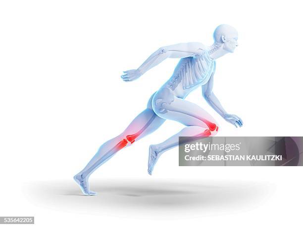 human knee anatomy, illustration - leg exercise stock illustrations
