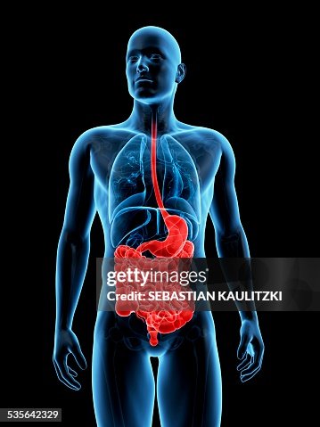 Human digestive system, illustration Human digestive system, illustration