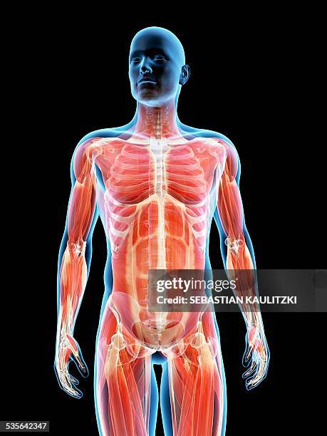 human muscular system, illustration - human skeletal system stock illustrations