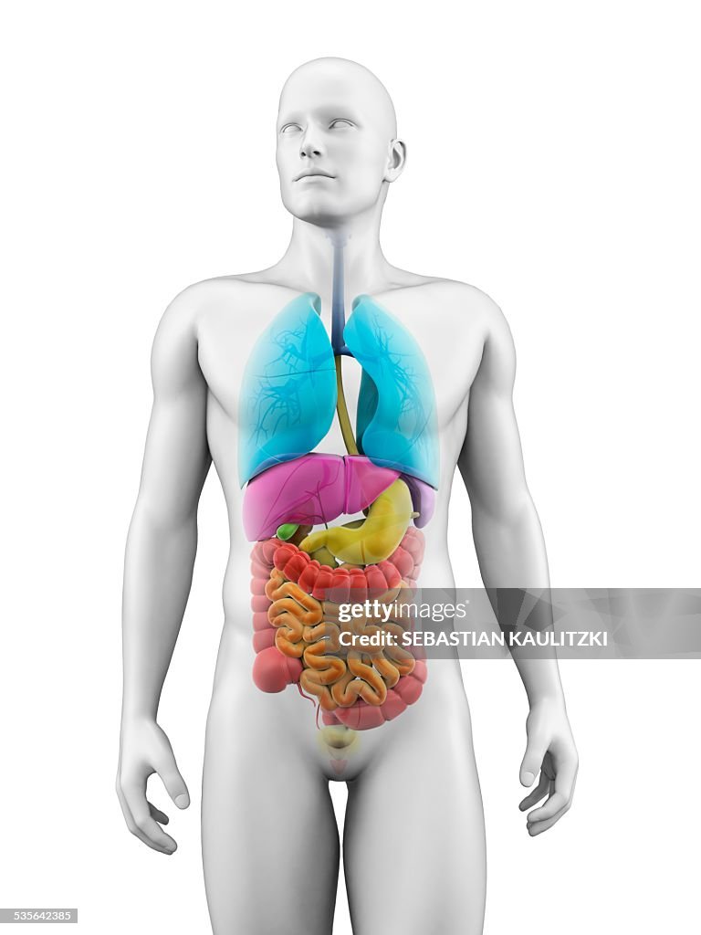 Human anatomy, illustration