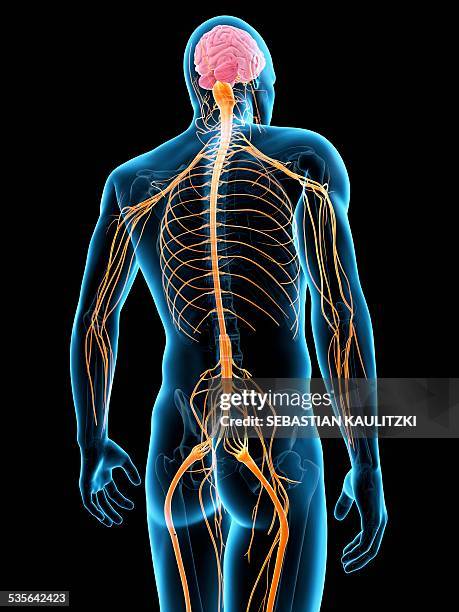 human nervous system, illustration - brain spine stock illustrations