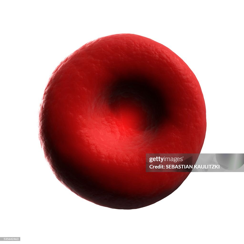 Human red blood cell, illustration