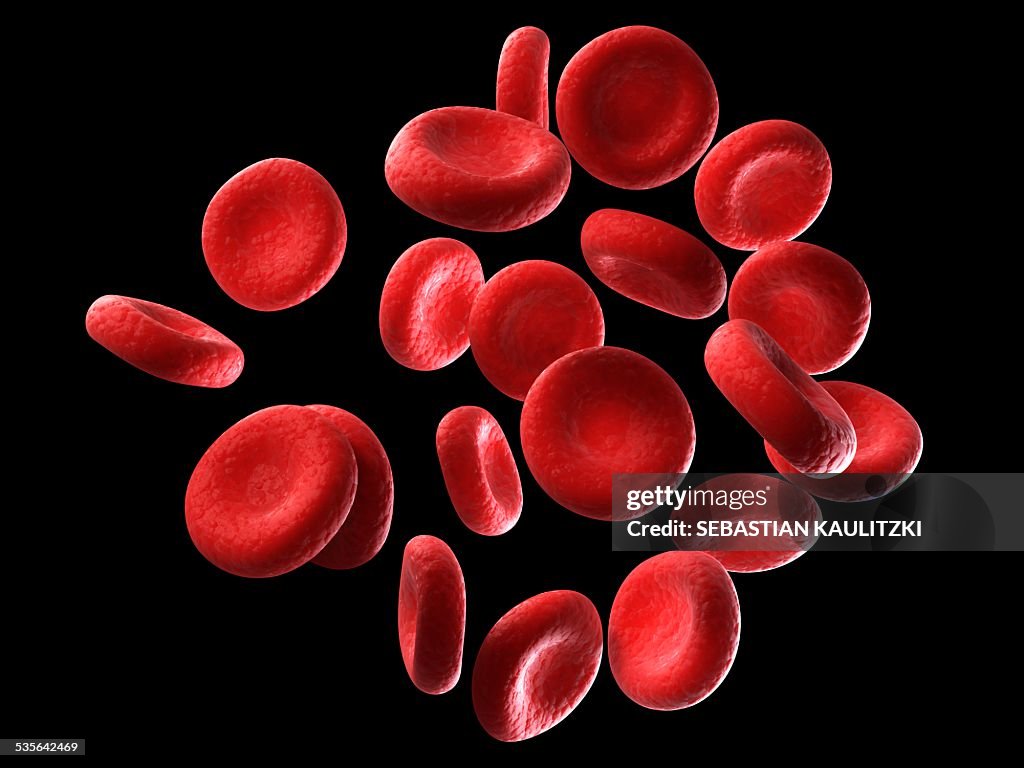 Live Human Rbc Human Red Blood Cells Illustration High-Res Vector Graphic - Getty Images