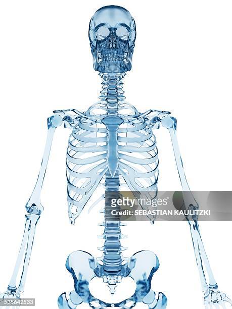 ilustrações, clipart, desenhos animados e ícones de human skeletal system, illustration - costela osso humano
