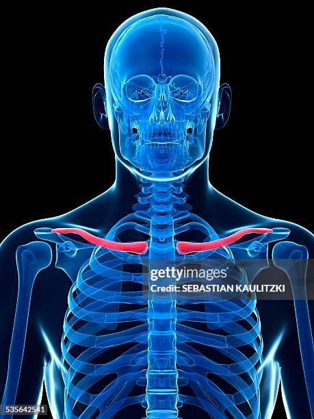 ilustrações, clipart, desenhos animados e ícones de human collar bone, illustration - clavicle