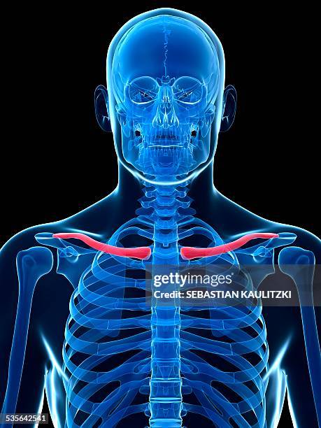 Cod Collarbone 1,527 Human Collarbone Stock Photos, High-Res Pictures, and Images ...