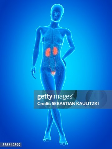 Human urinary system, illustration Human urinary system, illustration