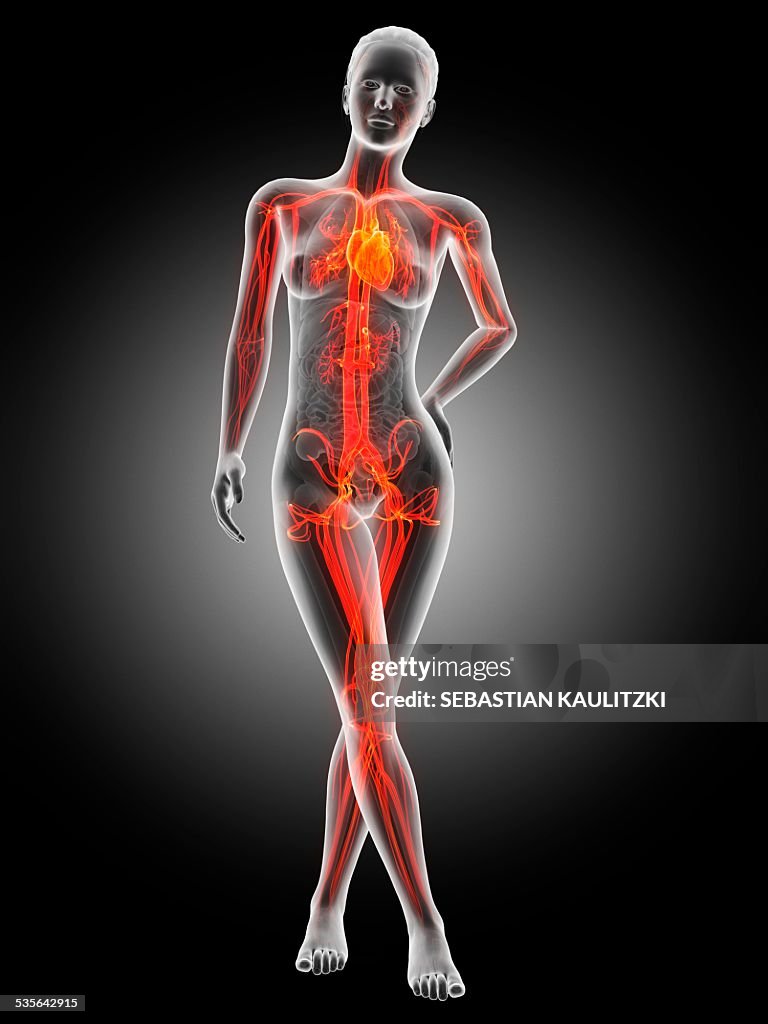 Human vascular system, illustration