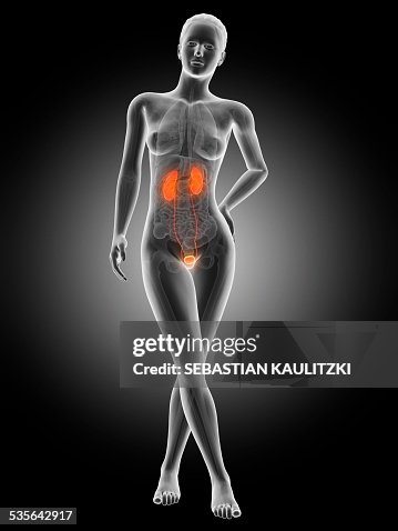 Human urinary system, illustration Human urinary system, illustration