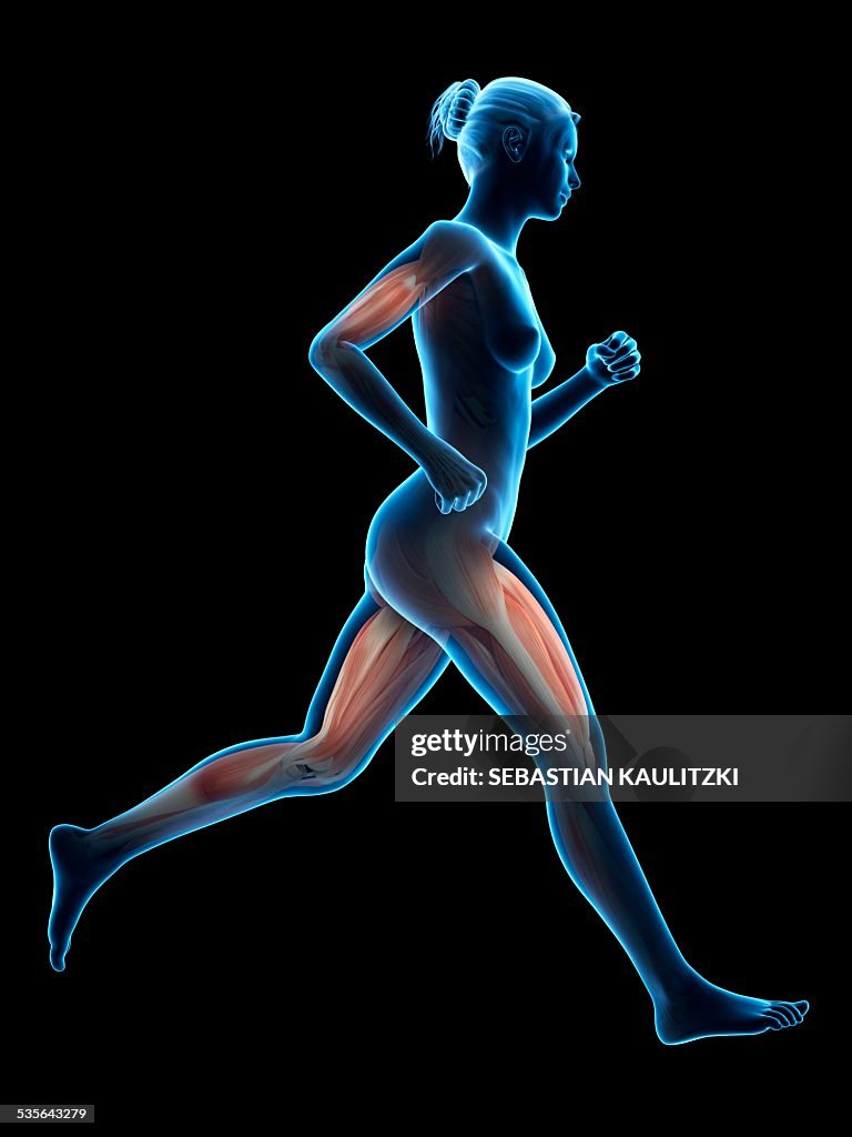 Muscular system of a runner, illustration