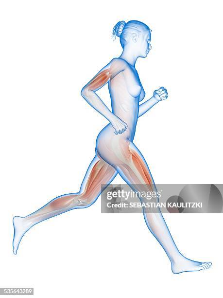 muscular system of a runner, illustration - hamstring stock illustrations