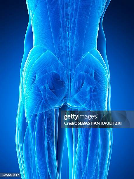 human buttock muscles, illustration - buttock stock illustrations