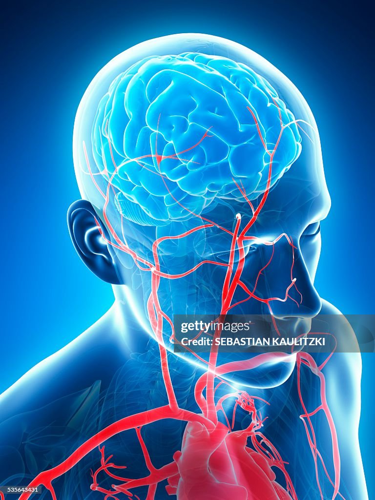 Human blood vessels, illustration