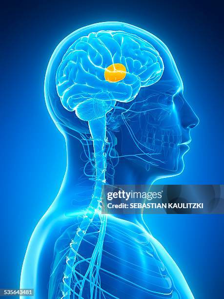 human brain, illustration - diencephalon stock illustrations