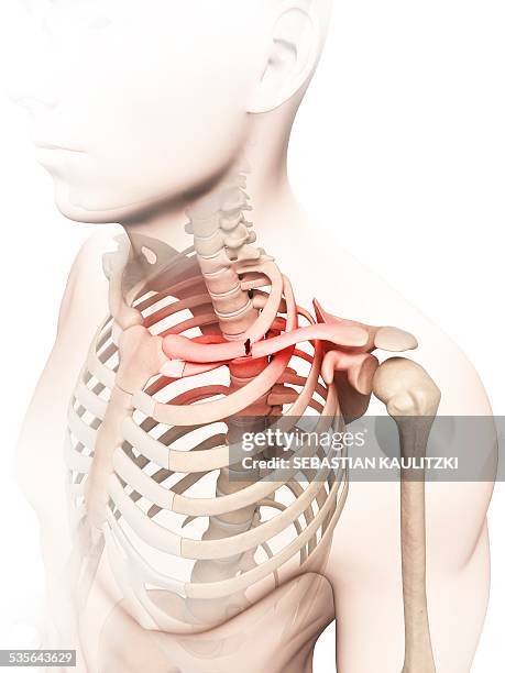 ilustrações, clipart, desenhos animados e ícones de broken collar bone, illustration - clavicle