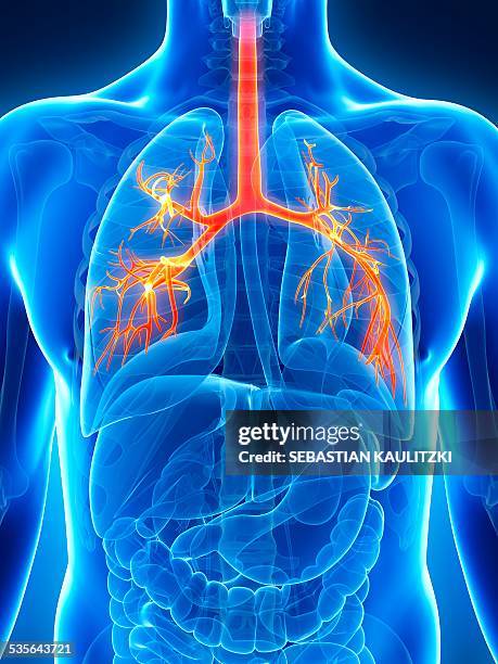 human lungs, illustration - bronchus stock illustrations