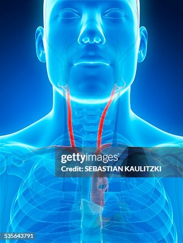 Human Carotid Artery Illustration High Biology Diagrams