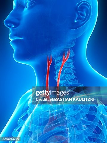 Human Carotid Artery Illustration High Biology Diagrams