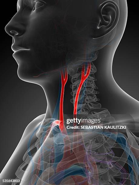 human carotid artery, illustration - vascular plants stock illustrations