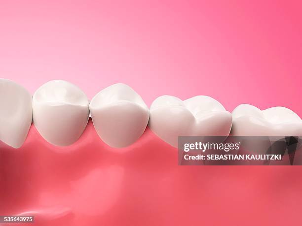 lower human teeth, illustration - anatomical model stock illustrations