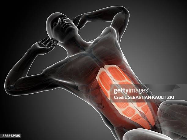 abdominal muscles, illustration - rumpfbeuge stock-grafiken, -clipart, -cartoons und -symbole