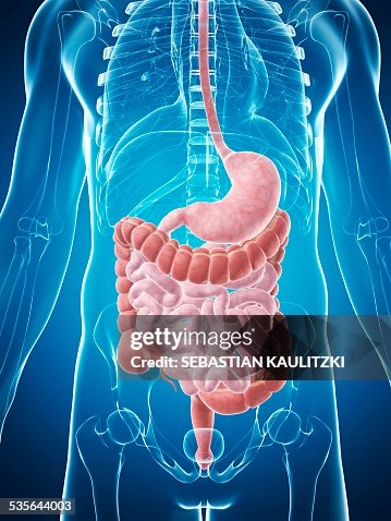 Human digestive system, illustration Human digestive system, illustration