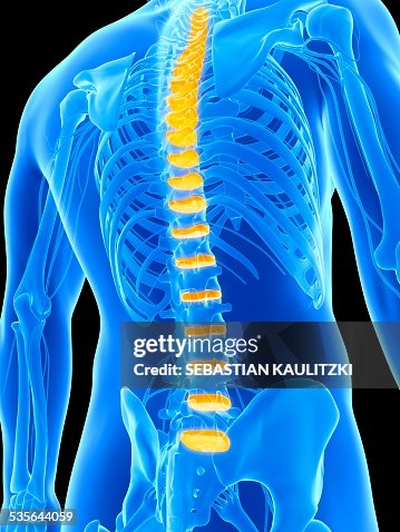 Human Spinal Discs Illustration High-Res Vector Graphic - Getty Images