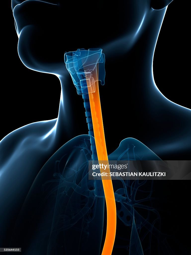 Human Wind Pipe Illustration High-Res Vector Graphic - Getty Images