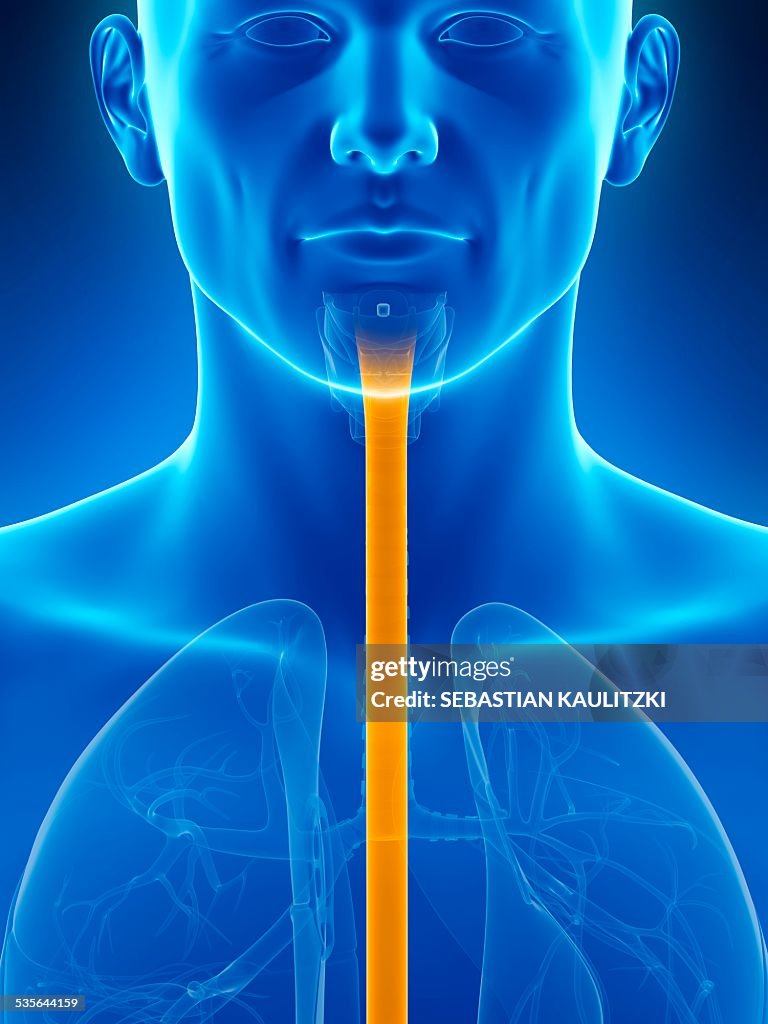 Common Cold Windpipe Human Wind Pipe Illustration High-Res Vector Graphic - Getty Images
